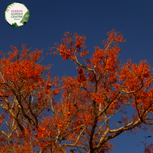 Load image into Gallery viewer, Alt text: Erythrina x sykesii, commonly known as the Coral Tree, is a hybrid species derived from Erythrina caffra and Erythrina lysistemon. It boasts vibrant clusters of red or orange flowers that bloom atop its bare branches, adding a splash of color to the landscape. This deciduous tree is prized for its ornamental value and attracts pollinators like birds and bees.
