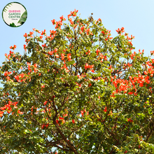 Load image into Gallery viewer, Alt text: Erythrina x sykesii, commonly known as the Coral Tree, is a hybrid species derived from Erythrina caffra and Erythrina lysistemon. It boasts vibrant clusters of red or orange flowers that bloom atop its bare branches, adding a splash of color to the landscape. This deciduous tree is prized for its ornamental value and attracts pollinators like birds and bees.
