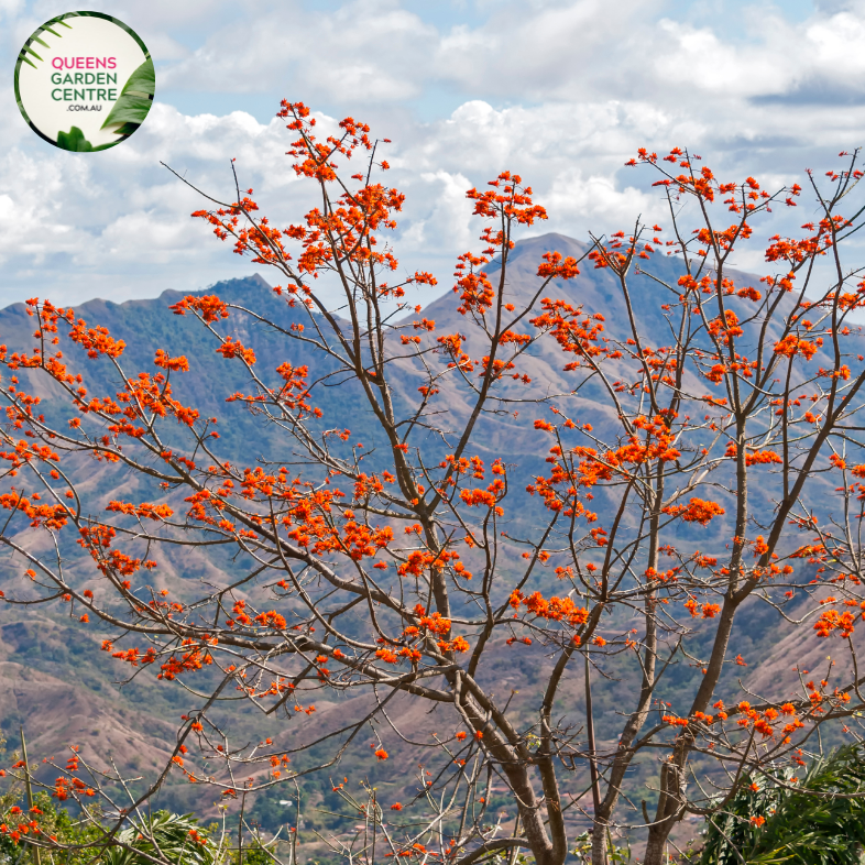 Alt text: Erythrina x sykesii, commonly known as the Coral Tree, is a hybrid species derived from Erythrina caffra and Erythrina lysistemon. It boasts vibrant clusters of red or orange flowers that bloom atop its bare branches, adding a splash of color to the landscape. This deciduous tree is prized for its ornamental value and attracts pollinators like birds and bees.