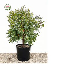 Load image into Gallery viewer, A potted green shrub with dense foliage in a black plastic nursery pot, photographed against a white wall with gravel at the base. A circular 'Gardening Centre' logo appears in the top-left corner.

