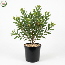 Load image into Gallery viewer, Eucalyptus Lehmannii (Wholesale)
