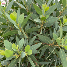 Load image into Gallery viewer, Eucalyptus Lehmannii (Wholesale)
