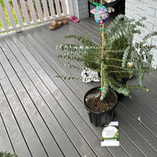 Load image into Gallery viewer, Eucalyptus Pulverulenta Baby Blue
