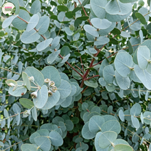 Load image into Gallery viewer, Eucalyptus globulus compacta
