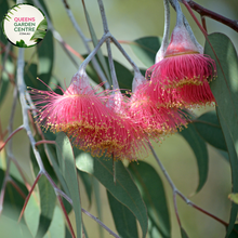 Load image into Gallery viewer, Alt text: Close-up photo of an Eucalyptus caesia, commonly known as Silver Princess or Gungurru, showcasing its distinctive weeping branches and unique bark. The evergreen tree features elongated leaves and clusters of pink to red flowers, adding to its ornamental appeal. The image captures the graceful and elegant form of the Eucalyptus caesia, making it a visually appealing choice for gardens and landscapes.
