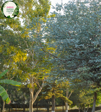 Load image into Gallery viewer, Close-up of a Eucalyptus cinerea plant. The image features silvery-blue, rounded leaves that are arranged in an opposite pattern along the stem. The leaves have a smooth, almost velvety texture and a slightly waxy coating, giving them a distinctive, muted sheen. The edges of the leaves are smooth, and the overall shape is somewhat oval with a slight point at the tip.
