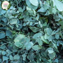 Load image into Gallery viewer, Close-up of a Eucalyptus cinerea plant. The image features silvery-blue, rounded leaves that are arranged in an opposite pattern along the stem. The leaves have a smooth, almost velvety texture and a slightly waxy coating, giving them a distinctive, muted sheen. The edges of the leaves are smooth, and the overall shape is somewhat oval with a slight point at the tip.
