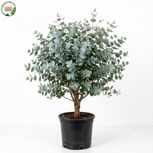 Load image into Gallery viewer, Eucalyptus globulus compacta
