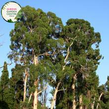 Load image into Gallery viewer, Alt text: Close-up photo of an Eucalyptus mannifera &#39;Maculosa,&#39; commonly known as the Red Spotted Gum, highlighting its distinctive bark and foliage. The evergreen tree features a mottled appearance with patches of smooth white and gray bark, along with lance-shaped leaves. The image captures the textured and visually striking characteristics of the Red Spotted Gum, making it a notable addition to natural and cultivated landscapes.
