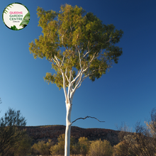 Load image into Gallery viewer, Alt text: Close-up photo of an Eucalyptus mannifera &#39;Maculosa,&#39; commonly known as the Red Spotted Gum, highlighting its distinctive bark and foliage. The evergreen tree features a mottled appearance with patches of smooth white and gray bark, along with lance-shaped leaves. The image captures the textured and visually striking characteristics of the Red Spotted Gum, making it a notable addition to natural and cultivated landscapes.
