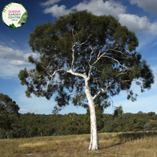 Load image into Gallery viewer, Alt text: Close-up photo of an Eucalyptus melliodora, commonly known as Yellow Box, showcasing its distinctive bark and foliage. The evergreen tree features rough, fibrous bark in shades of yellow and gray, along with lance-shaped leaves. The image captures the textured and visually appealing characteristics of the Yellow Box, adding to its aesthetic value in natural landscapes.
