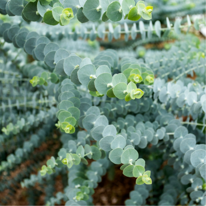 Eucalyptus Pulverulenta Baby Blue