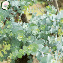 Load image into Gallery viewer, Close-up of a Eucalyptus pulverulenta &#39;Baby Blue&#39; plant. The image features clusters of small, round leaves with a striking silvery-blue color. The leaves are arranged in pairs along the thin, reddish-green stems, creating a dense and layered appearance. Each leaf has a smooth, matte surface and is slightly curved, adding texture and depth. 
