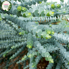 Load image into Gallery viewer, Close-up of a Eucalyptus pulverulenta &#39;Baby Blue&#39; plant. The image features clusters of small, round leaves with a striking silvery-blue color. The leaves are arranged in pairs along the thin, reddish-green stems, creating a dense and layered appearance. Each leaf has a smooth, matte surface and is slightly curved, adding texture and depth. 
