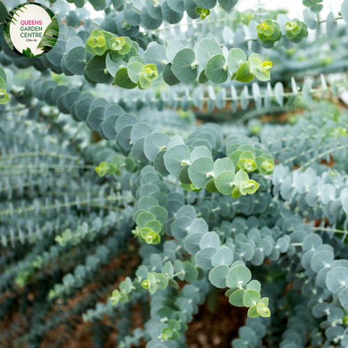 Close-up of a Eucalyptus pulverulenta 'Baby Blue' plant. The image features clusters of small, round leaves with a striking silvery-blue color. The leaves are arranged in pairs along the thin, reddish-green stems, creating a dense and layered appearance. Each leaf has a smooth, matte surface and is slightly curved, adding texture and depth. 