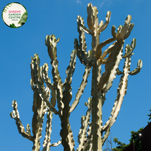 Load image into Gallery viewer, Alt text: Euphorbia ammak, commonly known as the African Candelabra, is a striking succulent native to Africa. It features tall, columnar stems with vertical ridges and small thorns along the edges. The stems can reach impressive heights, making it a prominent focal point in gardens and landscapes. Its architectural form and drought tolerance make it a popular choice for arid gardens and xeriscaping projects.
