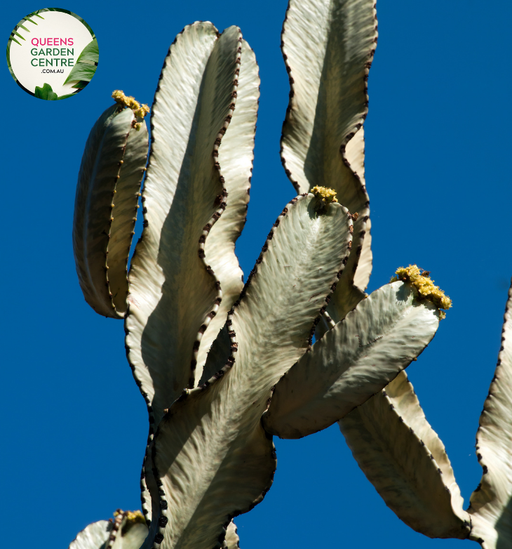 Alt text: Euphorbia ammak, commonly known as the African Candelabra, is a striking succulent native to Africa. It features tall, columnar stems with vertical ridges and small thorns along the edges. The stems can reach impressive heights, making it a prominent focal point in gardens and landscapes. Its architectural form and drought tolerance make it a popular choice for arid gardens and xeriscaping projects.