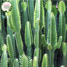 Load image into Gallery viewer, Alt text: Euphorbia &#39;Cowboy&#39; is a unique succulent characterized by its upright growth habit and distinctive appearance. It features thick, cylindrical stems with pronounced ridges and vertical striations, resembling a cowboy&#39;s rope. This drought-tolerant plant has a bluish-green hue and is adorned with clusters of small, round leaves along its stems. With its eye-catching form and low-maintenance requirements, Euphorbia &#39;Cowboy&#39; is a popular choice for xeriscaping and modern garden designs.
