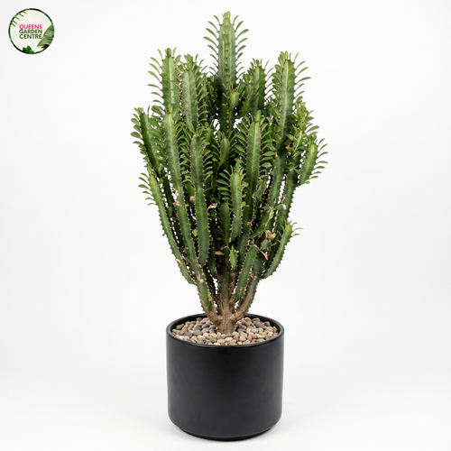 Euphorbia Trigona