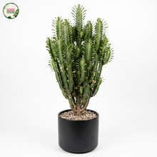 Load image into Gallery viewer, Euphorbia Trigona
