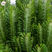 Load image into Gallery viewer, Euphorbia Trigona
