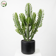 Load image into Gallery viewer, Euphorbia Trigona
