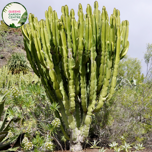 Alt text: Euphorbia ingens, also known as the Candelabra Tree or Candelabra Euphorbia, is a striking succulent tree native to southern Africa. It features a tall, branching stem with multiple arms resembling a candelabra. Each arm is covered with small, spiny leaves and ends in a cluster of greenish-yellow flowers. This drought-tolerant plant adds architectural interest to arid landscapes and desert gardens, making it a popular choice for xeriscaping projects.