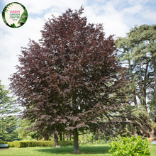 Load image into Gallery viewer, Close-up of a Fagus sylvatica &#39;Purpurea&#39; (Purple Beech) plant. The image features glossy, deep purple leaves with an oval shape and finely serrated edges. The leaves are arranged alternately along slender, smooth stems that are light brown in color. Each leaf displays a prominent central vein and a network of smaller veins, creating a textured appearance.
