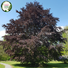 Load image into Gallery viewer, Close-up of a Fagus sylvatica &#39;Purpurea&#39; (Purple Beech) plant. The image features glossy, deep purple leaves with an oval shape and finely serrated edges. The leaves are arranged alternately along slender, smooth stems that are light brown in color. Each leaf displays a prominent central vein and a network of smaller veins, creating a textured appearance.
