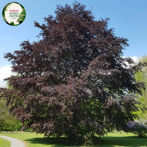 Close-up of a Fagus sylvatica 'Purpurea' (Purple Beech) plant. The image features glossy, deep purple leaves with an oval shape and finely serrated edges. The leaves are arranged alternately along slender, smooth stems that are light brown in color. Each leaf displays a prominent central vein and a network of smaller veins, creating a textured appearance.