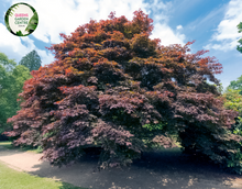 Load image into Gallery viewer, Close-up of a Fagus sylvatica &#39;Purpurea&#39; (Purple Beech) plant. The image features glossy, deep purple leaves with an oval shape and finely serrated edges. The leaves are arranged alternately along slender, smooth stems that are light brown in color. Each leaf displays a prominent central vein and a network of smaller veins, creating a textured appearance.
