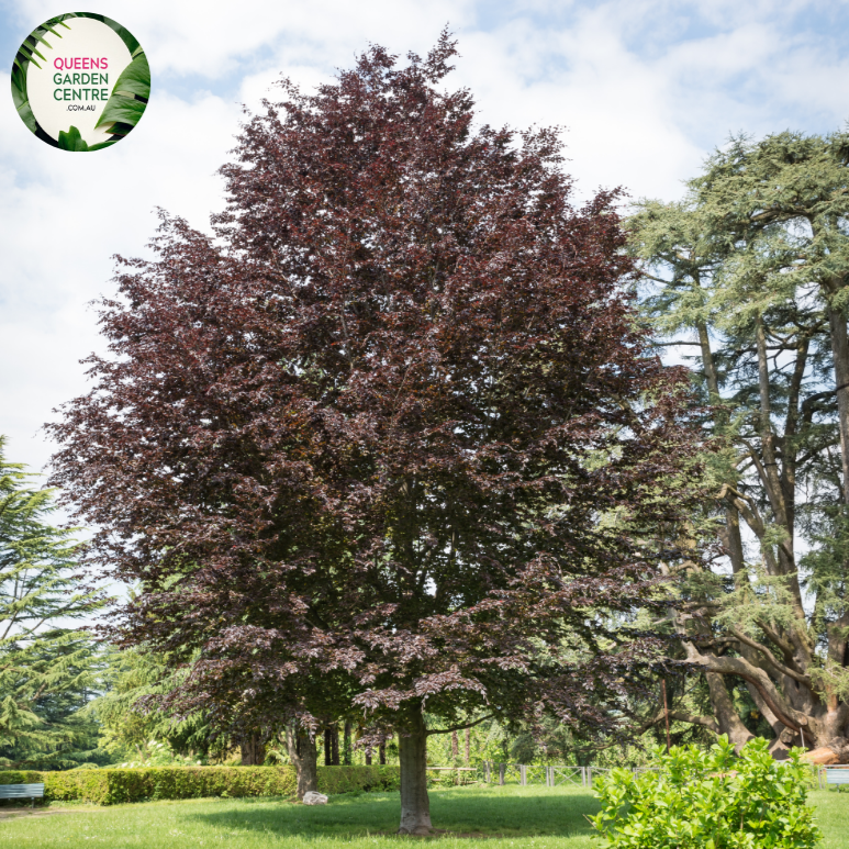 Close-up of a Fagus sylvatica 'Purpurea' (Purple Beech) plant. The image features glossy, deep purple leaves with an oval shape and finely serrated edges. The leaves are arranged alternately along slender, smooth stems that are light brown in color. Each leaf displays a prominent central vein and a network of smaller veins, creating a textured appearance.