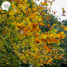 Load image into Gallery viewer, Alt text: Close-up photo of Fagus sylvatica, the European Beech plant. Featuring oval-shaped leaves with a vibrant green hue, this deciduous tree adds elegance and natural beauty to landscapes.
