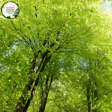 Load image into Gallery viewer, Alt text: Close-up photo of Fagus sylvatica, the European Beech plant. Featuring oval-shaped leaves with a vibrant green hue, this deciduous tree adds elegance and natural beauty to landscapes.
