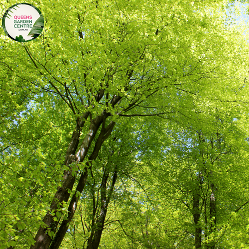 Alt text: Close-up photo of Fagus sylvatica, the European Beech plant. Featuring oval-shaped leaves with a vibrant green hue, this deciduous tree adds elegance and natural beauty to landscapes.