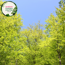 Load image into Gallery viewer, Alt text: Close-up photo of Fagus sylvatica, the European Beech plant. Featuring oval-shaped leaves with a vibrant green hue, this deciduous tree adds elegance and natural beauty to landscapes.
