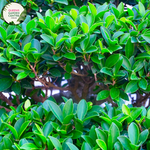 Load image into Gallery viewer, Alt text: Ficus microcarpa &#39;Hillii&#39; Standards plant, featuring a pair of elegantly pruned standards with glossy green leaves. Ideal for creating a sophisticated focal point in both indoor and outdoor settings, adding a touch of natural refinement to any space.
