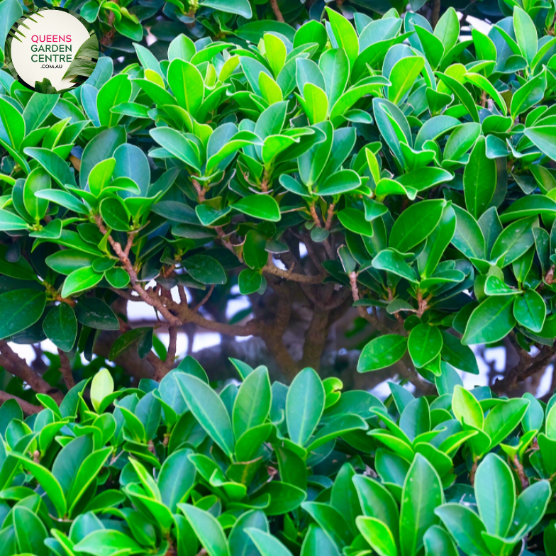 Alt text: Ficus microcarpa 'Hillii' Standards plant, featuring a pair of elegantly pruned standards with glossy green leaves. Ideal for creating a sophisticated focal point in both indoor and outdoor settings, adding a touch of natural refinement to any space.