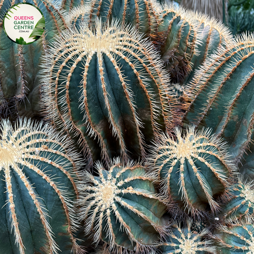 Alt text: Ferocactus glaucescens, also known as Blue Barrel Cactus, is characterized by its spherical shape and blue-green hues. This slow-growing succulent features prominent ribs lined with sharp spines. Native to arid regions of Mexico, it thrives in sandy, well-draining soil and full sunlight. Its striking appearance makes it a popular choice for drought-tolerant gardens or desert landscapes.