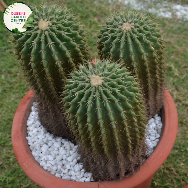 Alt text: Ferocactus glaucescens, also known as Blue Barrel Cactus, is characterized by its spherical shape and blue-green hues. This slow-growing succulent features prominent ribs lined with sharp spines. Native to arid regions of Mexico, it thrives in sandy, well-draining soil and full sunlight. Its striking appearance makes it a popular choice for drought-tolerant gardens or desert landscapes.