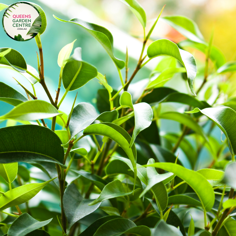Ficus - Buy Ficus benjamina Midnight Online in Australia – Queens ...
