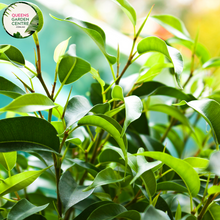 Load image into Gallery viewer, Close-up of Ficus Benjamina &#39;Midnight&#39;: This image features a detailed view of the Ficus Benjamina &#39;Midnight&#39; plant. The glossy, elongated leaves are a deep, rich shade of green with a hint of purple, creating a striking contrast against the surrounding foliage. The leaves are clustered densely along the slender branches, forming an elegant canopy. The smooth texture and shiny surface of the leaves add to the plant&#39;s overall allure, while the subtle veins and ridges enhance its visual appeal.
