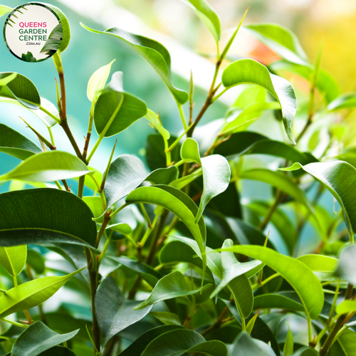 Close-up of Ficus Benjamina 'Midnight': This image features a detailed view of the Ficus Benjamina 'Midnight' plant. The glossy, elongated leaves are a deep, rich shade of green with a hint of purple, creating a striking contrast against the surrounding foliage. The leaves are clustered densely along the slender branches, forming an elegant canopy. The smooth texture and shiny surface of the leaves add to the plant's overall allure, while the subtle veins and ridges enhance its visual appeal.