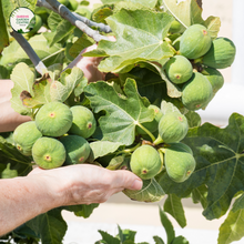 Load image into Gallery viewer, &quot;Close-up view of Ficus carica &#39;Black Genoa,&#39; showcasing its dark purple to black figs against a backdrop of large, lobed leaves. This deciduous fruit tree adds a touch of sophistication and delicious harvest to gardens and landscapes.&quot;
