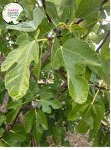 Load image into Gallery viewer, &quot;Close-up view of Ficus carica &#39;Black Genoa,&#39; showcasing its dark purple to black figs against a backdrop of large, lobed leaves. This deciduous fruit tree adds a touch of sophistication and delicious harvest to gardens and landscapes.&quot;
