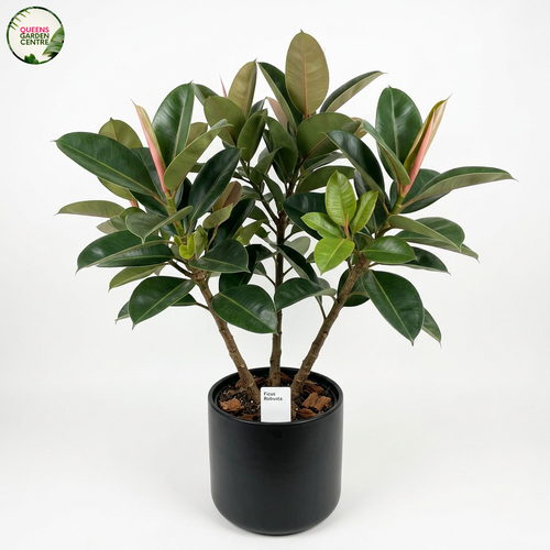 Ficus Robusta