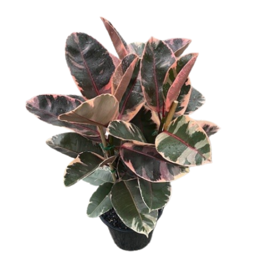 Ficus Ruby