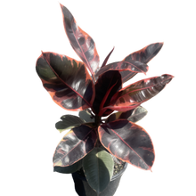 Load image into Gallery viewer, Ficus Ruby
