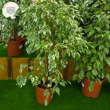 Load image into Gallery viewer, Close-up of Ficus benjamina &#39;Emerald Green&#39;: This image features a detailed view of the foliage of the Ficus benjamina &#39;Emerald Green&#39; plant. The glossy, elliptical leaves are a vibrant shade of green, with a slightly waxy texture. The leaves are densely packed along the slender branches, creating a lush and full appearance. The intricate veining patterns are visible on the surface of the leaves, adding to the plant&#39;s aesthetic appeal.
