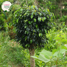 Load image into Gallery viewer, Close-up of Ficus Benjamina &#39;Evergreen&#39;: This image showcases a detailed view of the Ficus Benjamina &#39;Evergreen&#39; plant. The glossy, lance-shaped leaves are a deep, vibrant green color, with a smooth and slightly waxy texture. The leaves are densely clustered along the slender branches, creating a lush and verdant appearance. The intricate veins and subtle ridges on the surface of the leaves add visual interest and texture to the plant.
